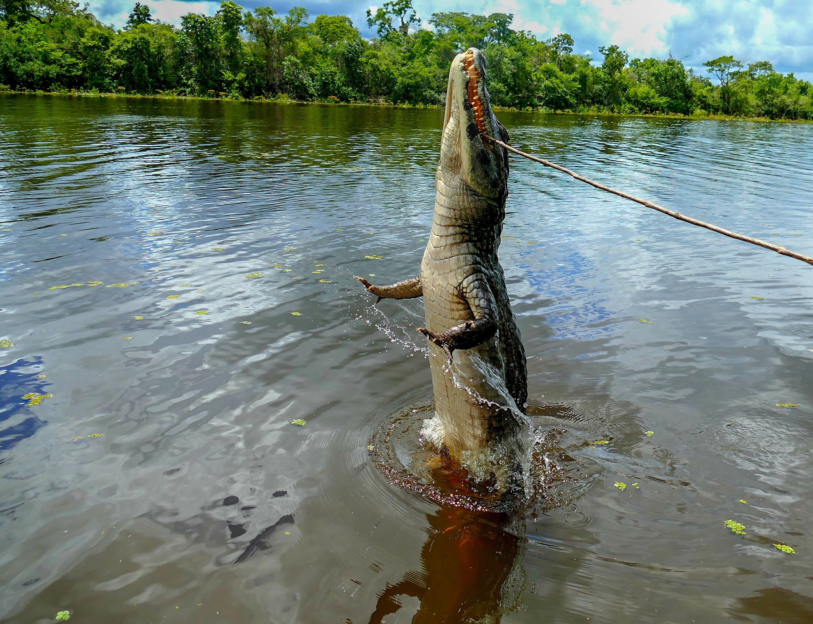 Pantanal mato-grossense: a estrada Transpantaneira, de Poconé a Porto Jofre