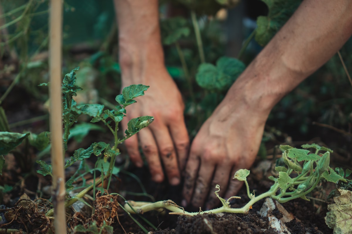 Uma horta pequena, um projeto grande