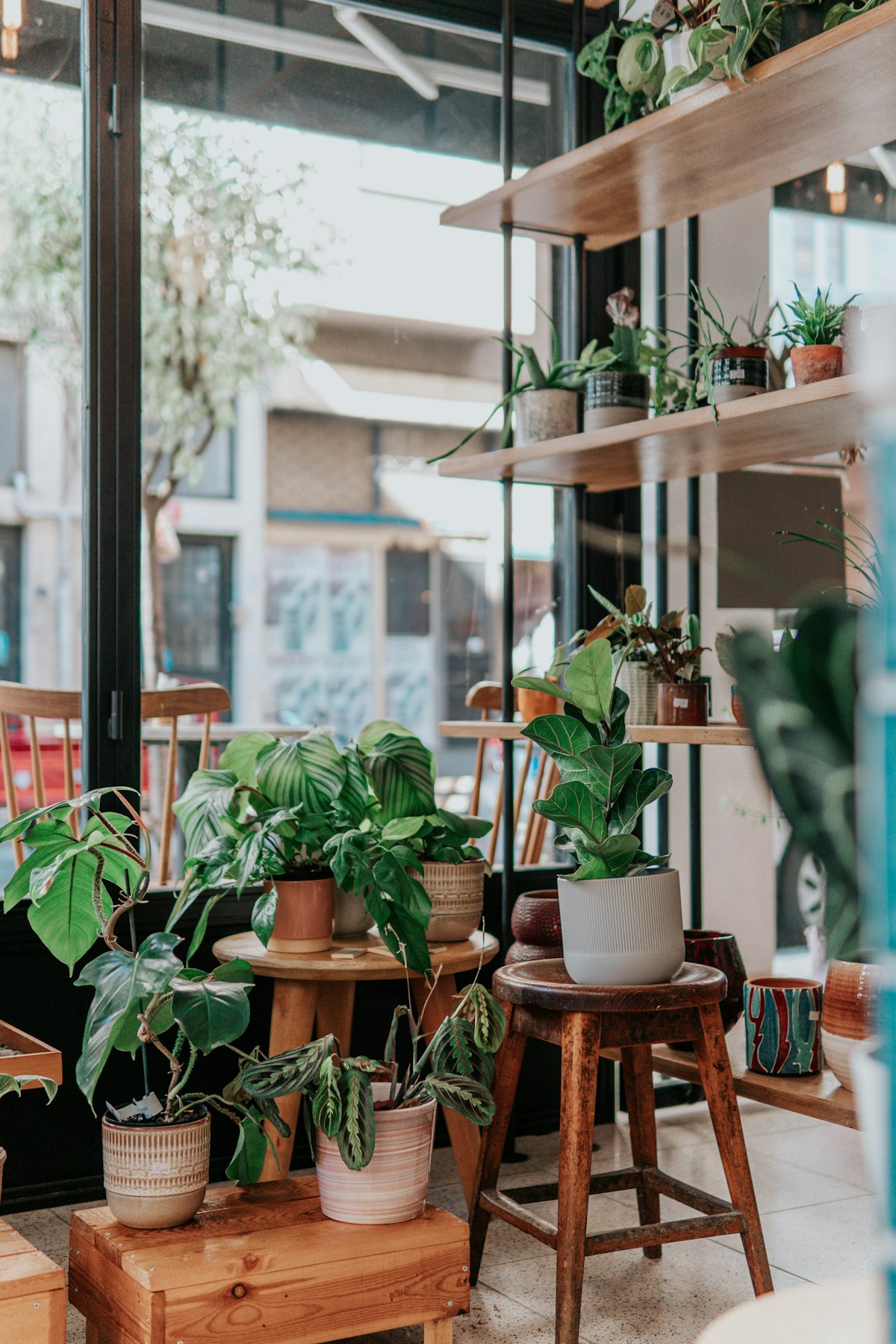Comece por um vaso só: plantas dentro de casa sem complicação