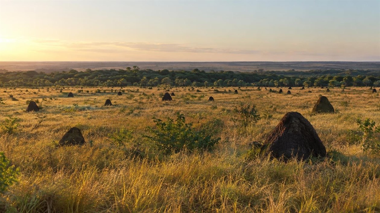 Parque Nacional das Emas, em Goiás: dois dias de cerrado aberto, cupinzeiros e o rio Formoso